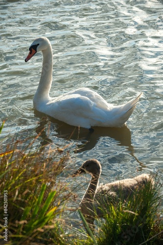Fototapeta Naklejka Na Ścianę i Meble -  Mute swan swimming on a lake a sunset with copy space