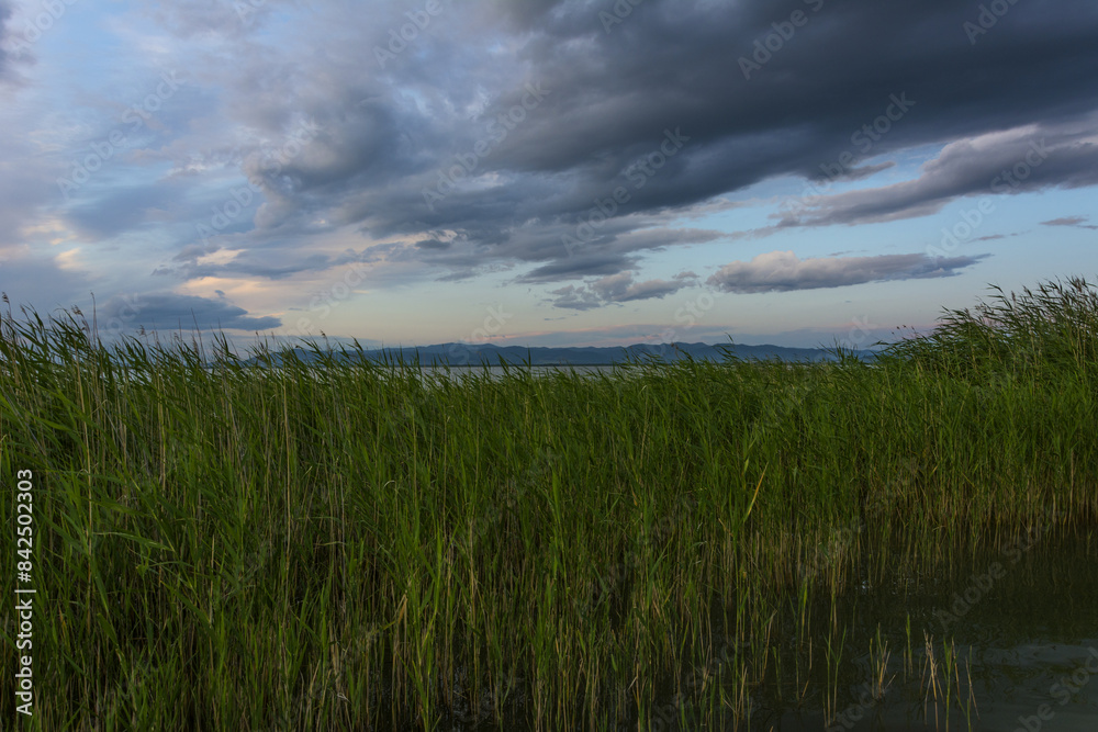 Natural background, lake shore overgrown with grass and reeds in the early morning. Natural background, lake shore overgrown with grass and reeds in the early morning.