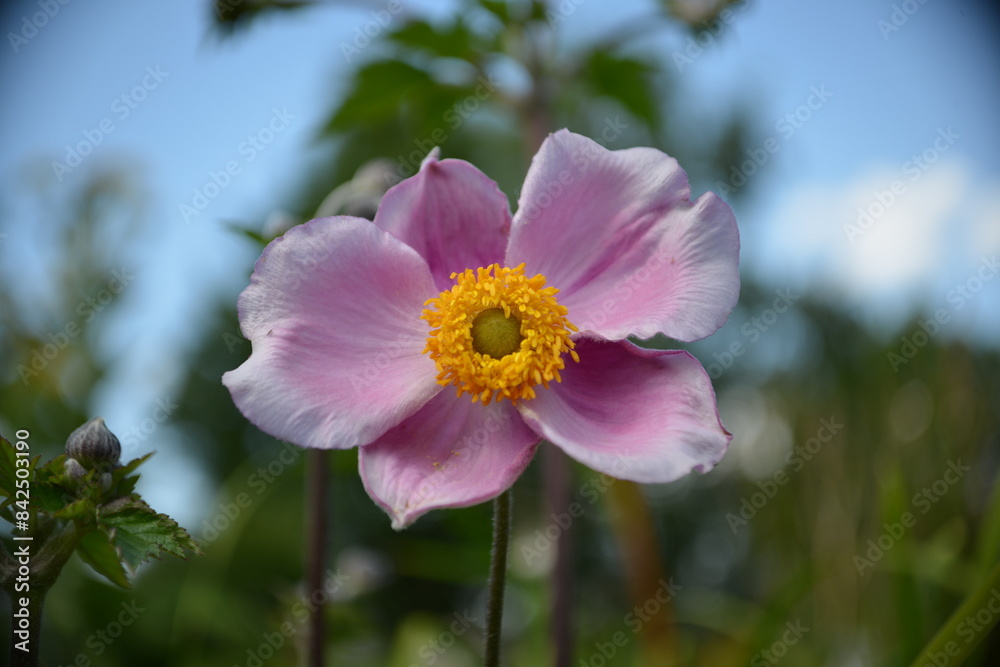 Nahaufnahme einer pink blühenden Blume in ihrer Natur Nahaufnahme einer pink blühenden Blume in ihrer Natur