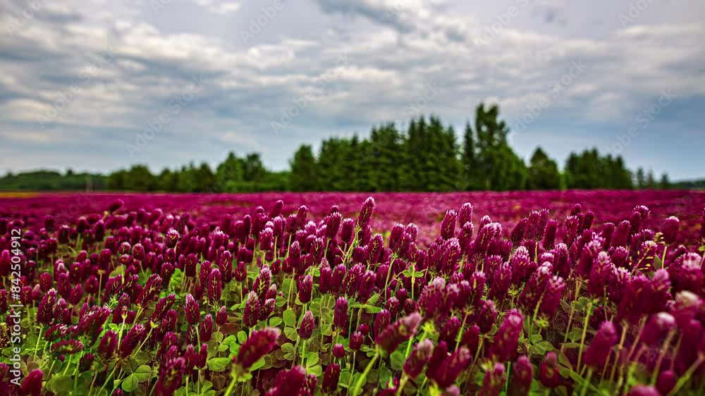 Time lapse shot over purple crimson clover flowering in the wind. Close up. Time lapse shot over purple crimson clover flowering in the wind. Close up.