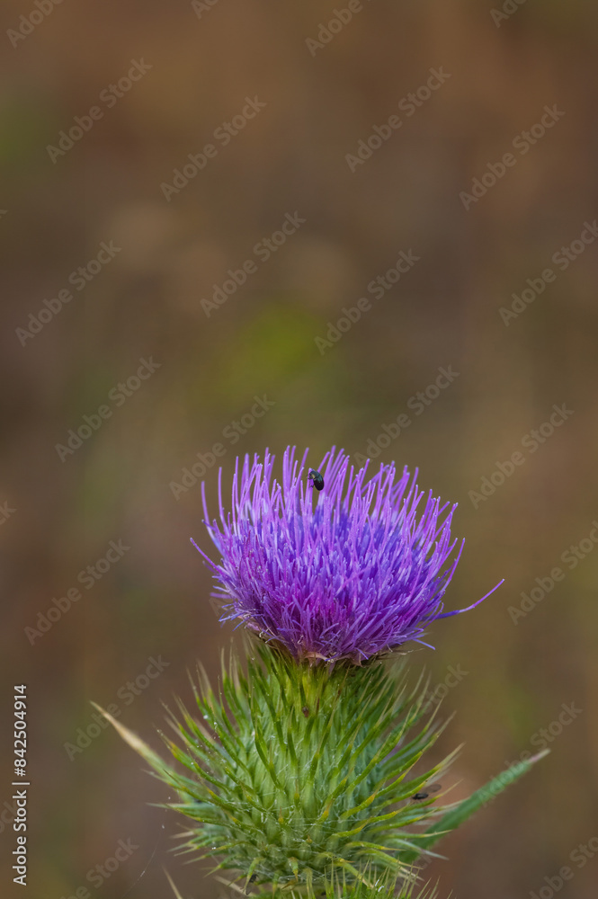 Spear thistle purple wild flower isolated against background in a wild flower meadow Spear thistle purple wild flower isolated against background in a wild flower meadow