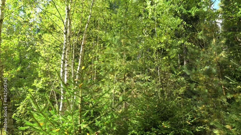 Deciduous forest on a clear sunny day.The leaves of the trees flutter in the wind.The camera moves from left to right.Ideal for content about travel, the beauty of nature and environmental protection. Deciduous forest on a clear sunny day.The leaves of the trees flutter in the wind.The camera moves from left to right.Ideal for content about travel, the beauty of nature and environmental protection.