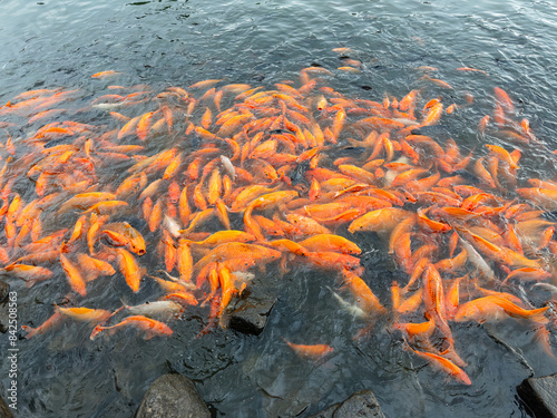 lots of yellow, white and black goldfish and tilapia gather to look for food in the pond photo
