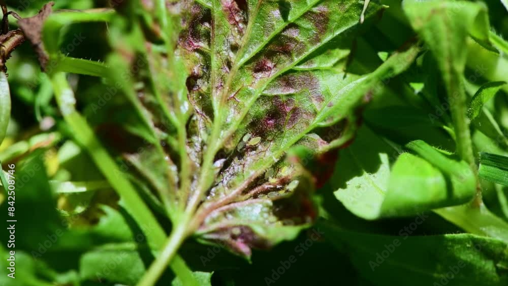 aphids on damaged currant leaves, Pests on garden plants, gardening, pest control aphids on damaged currant leaves, Pests on garden plants, gardening, pest control