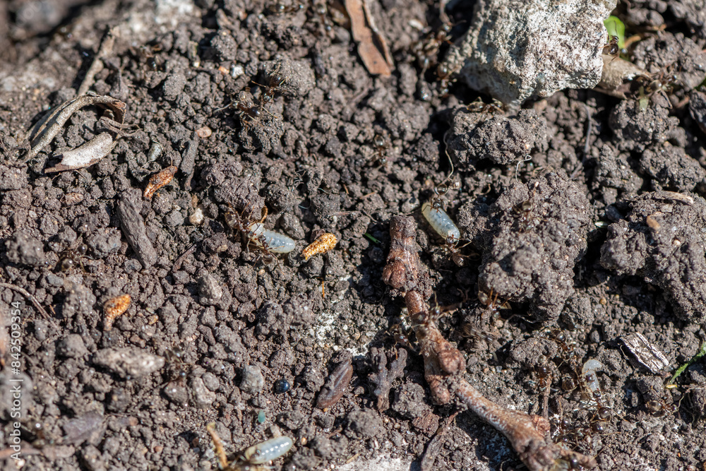 ants in the garden. destroyed anthill, ants carry eggs ants in the garden. destroyed anthill, ants carry eggs