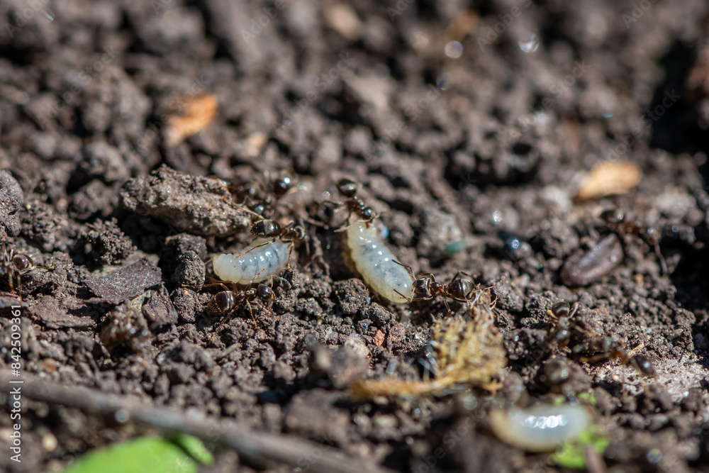 ants in the garden. destroyed anthill, ants carry eggs ants in the garden. destroyed anthill, ants carry eggs