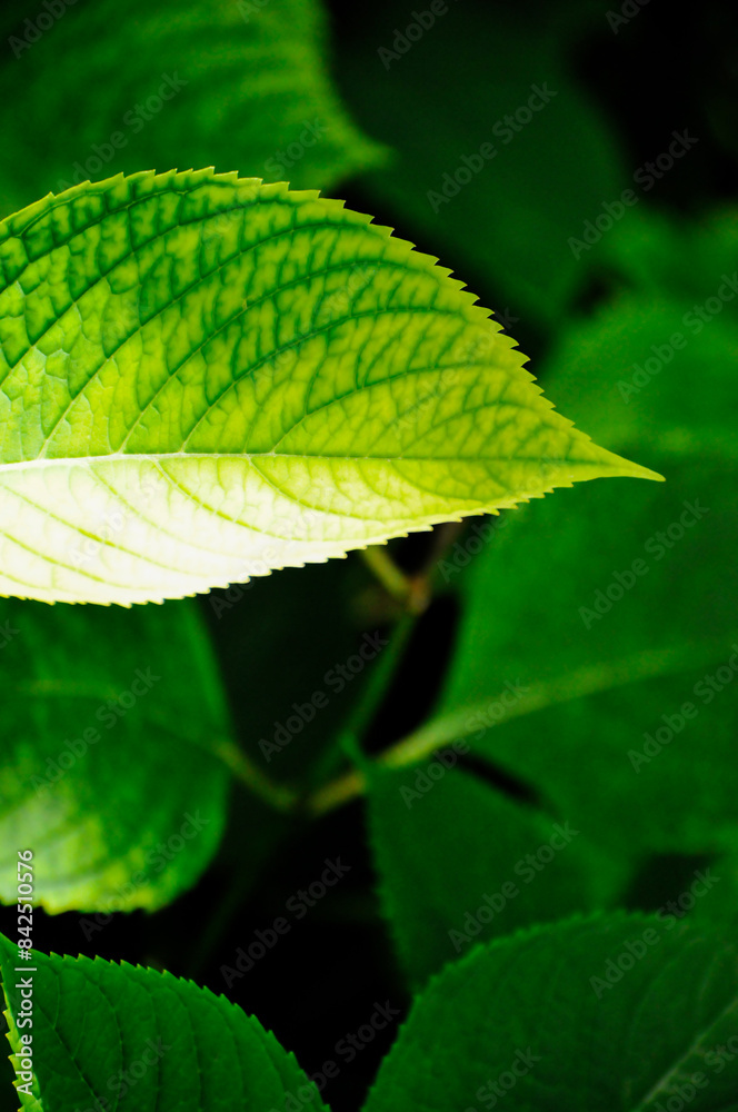 leaves of the sunlight leaves of the sunlight