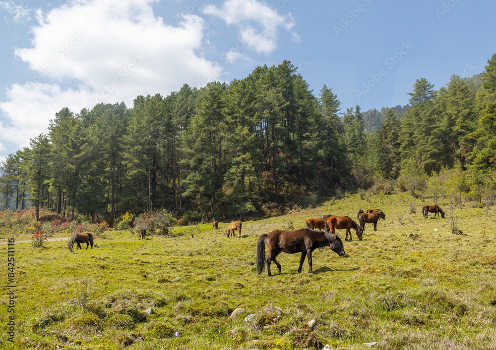 Horses in a field, Wangdue Phodrang, Phobjikha Valley, Bhutan Horses in a field, Wangdue Phodrang, Phobjikha Valley, Bhutan