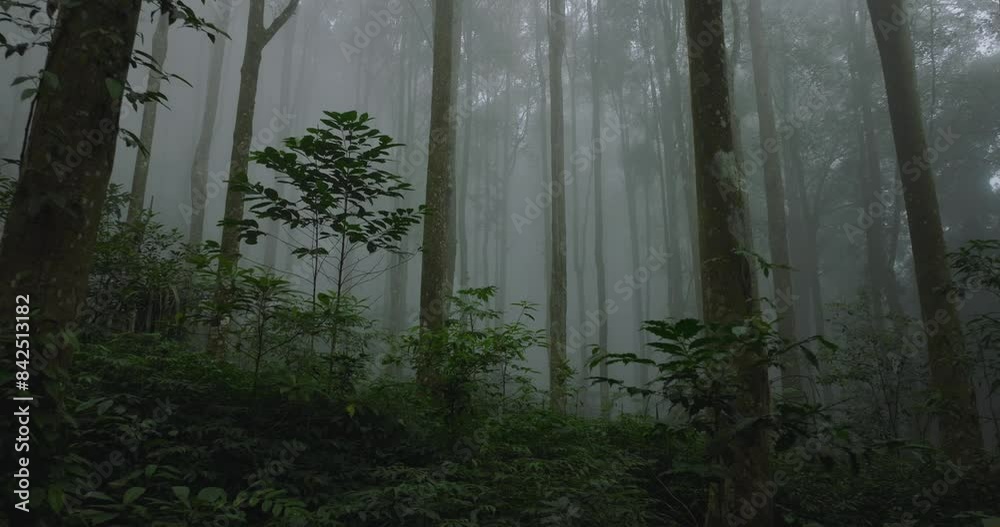 Morning fog in a misty forest creates a serene, tranquil wilderness