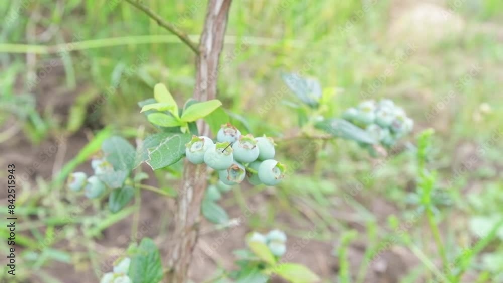 green, ripening blueberry fruits swaying in the wind, branches green, ripening blueberry fruits swaying in the wind, branches