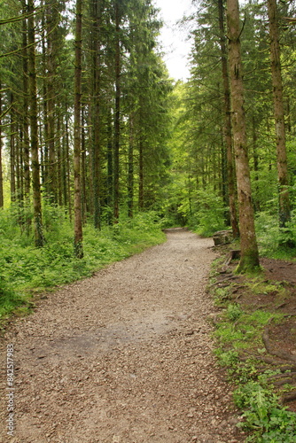 verdure dans le Jura 