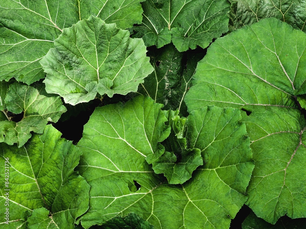 Intricate Nature. Butterbur Plant Leaves Showcasing Veins, Patterns, and Texture. Intricate Nature. Butterbur Plant Leaves Showcasing Veins, Patterns, and Texture.