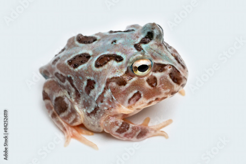 Ceratophrys or Pacman Frog isolated on white background. photo