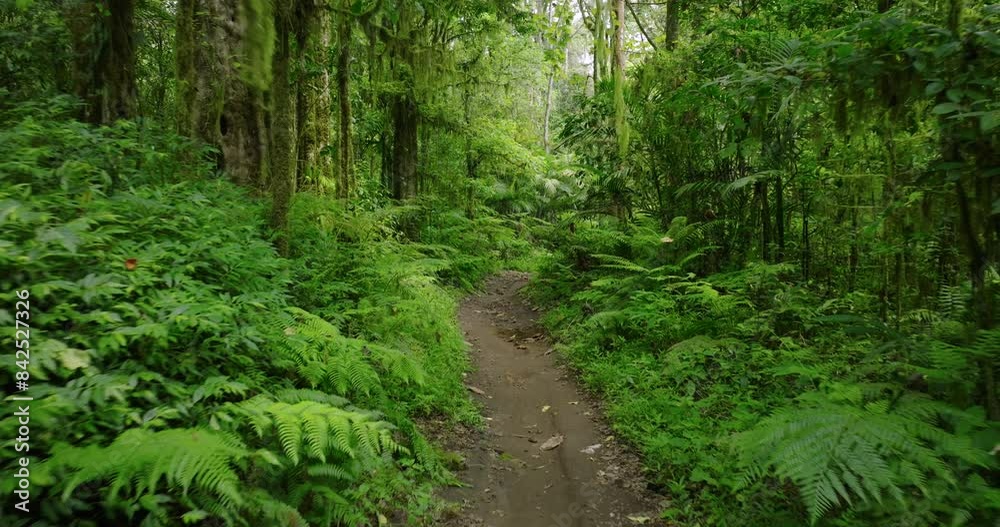 Path in the tropical forest in Bali. Nature background of a rainforest. Path in the tropical forest in Bali. Nature background of a rainforest.