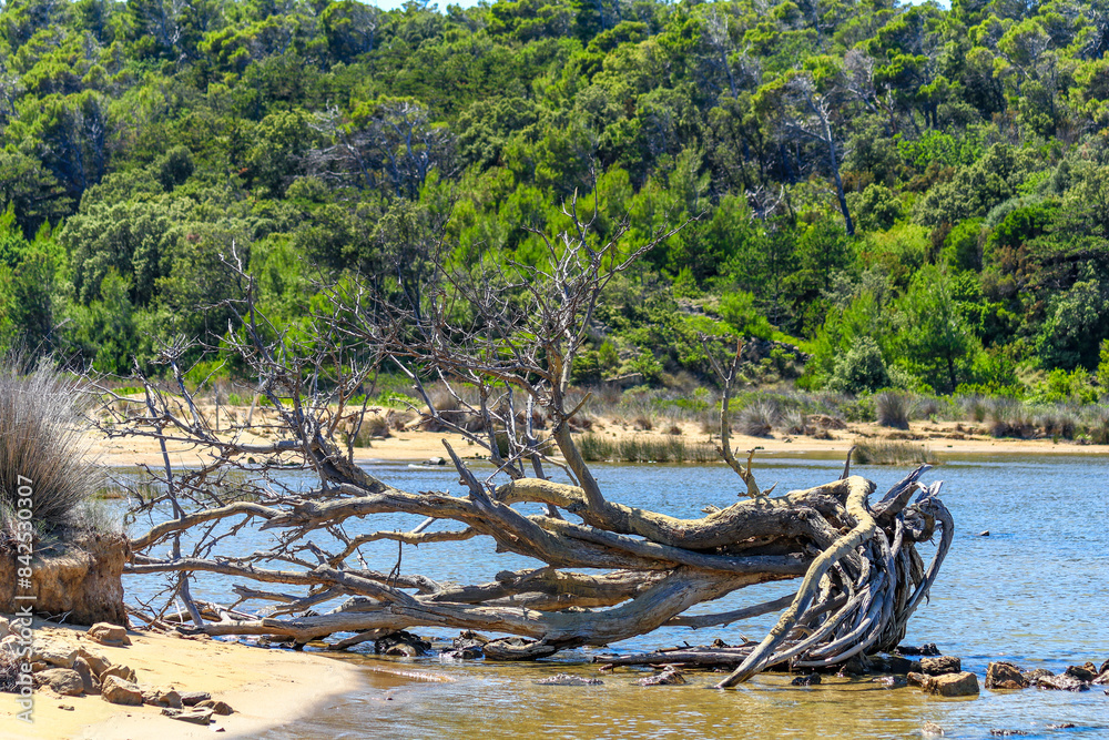 Dry huge tree roots on a sandy beach on the island of Rab Dry huge tree roots on a sandy beach on the island of Rab