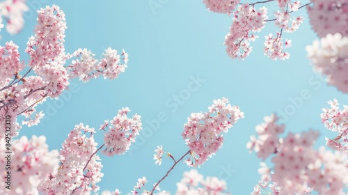 Cherry blossoms contrasted with the clear blue sky in a springtime scene Capture in a wide photograph AI generated