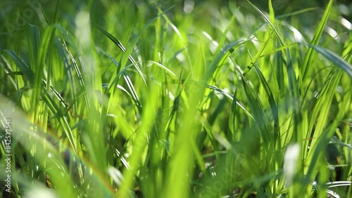 Green grass in the light. Details of nature. Summer plants. Juicy green color. Natural colors of summer.