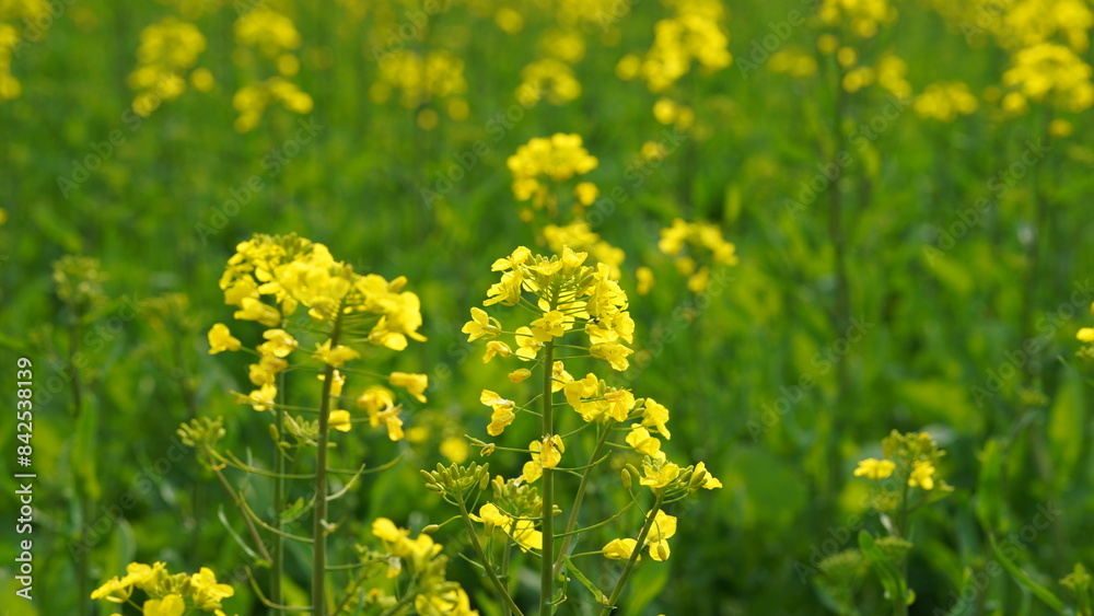 Fototapeta premium The beautiful countryside landscapes with the yellow oil flowers blooming and little village as background in the south of the China in spring