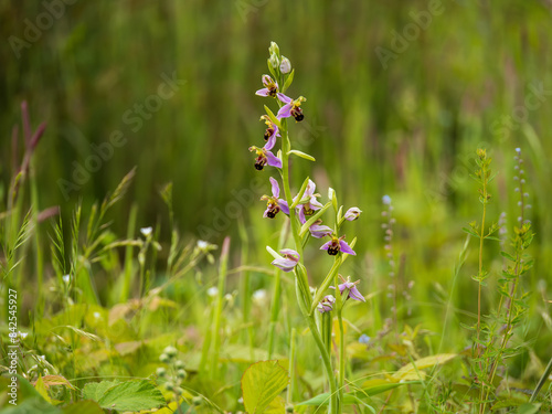Принти на полотні A Bee Orchid in a Meadow