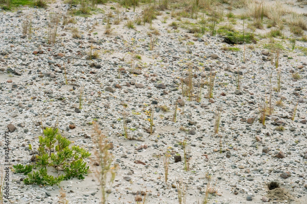 sparse vegetation in the sand sparse vegetation in the sand