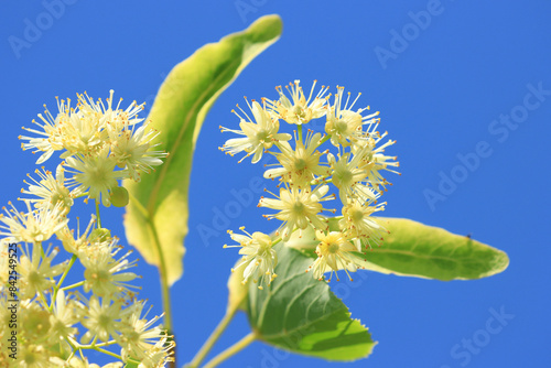Flowering linden tree with blue sky in background