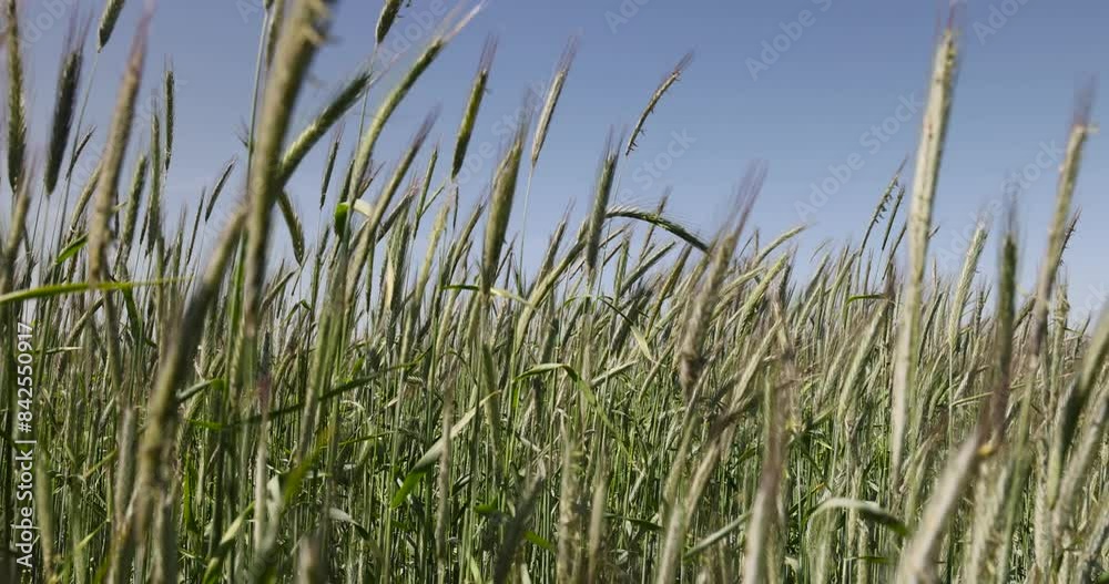a field with green cereals in summer, a field with green wheat in sunny weather a field with green cereals in summer, a field with green wheat in sunny weather