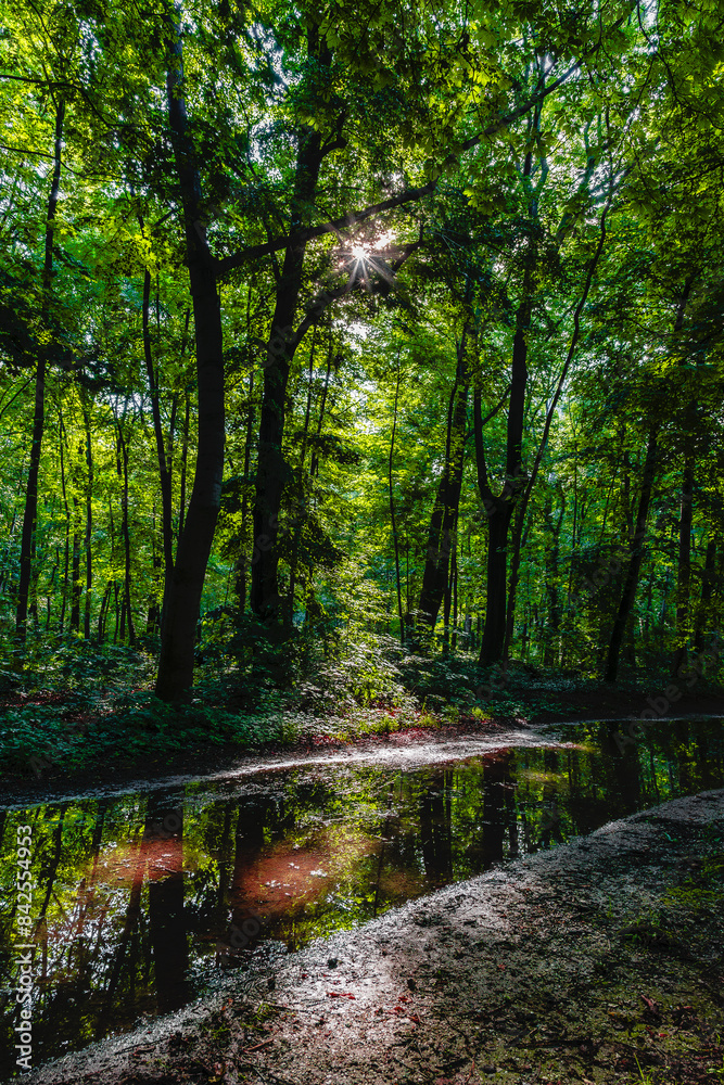 Fototapeta premium Wien