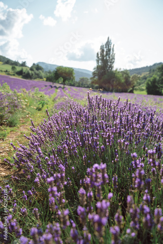 Field of lavender in Drome France with green hill backdrop. Beautiful summer landscape on a bright sunny day. Eco responsible sourcing of essential oils and makeup ingredients