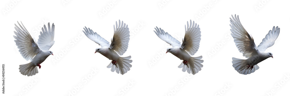 Set of A flying white and cute dove with soft feathers on transparent background Set of A flying white and cute dove with soft feathers on transparent background