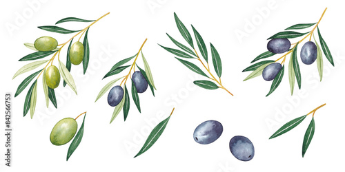 Watercolor green and purple olive branch set. Hand painted floral illustration with olive fruit and tree branches with leaves isolated on white background.