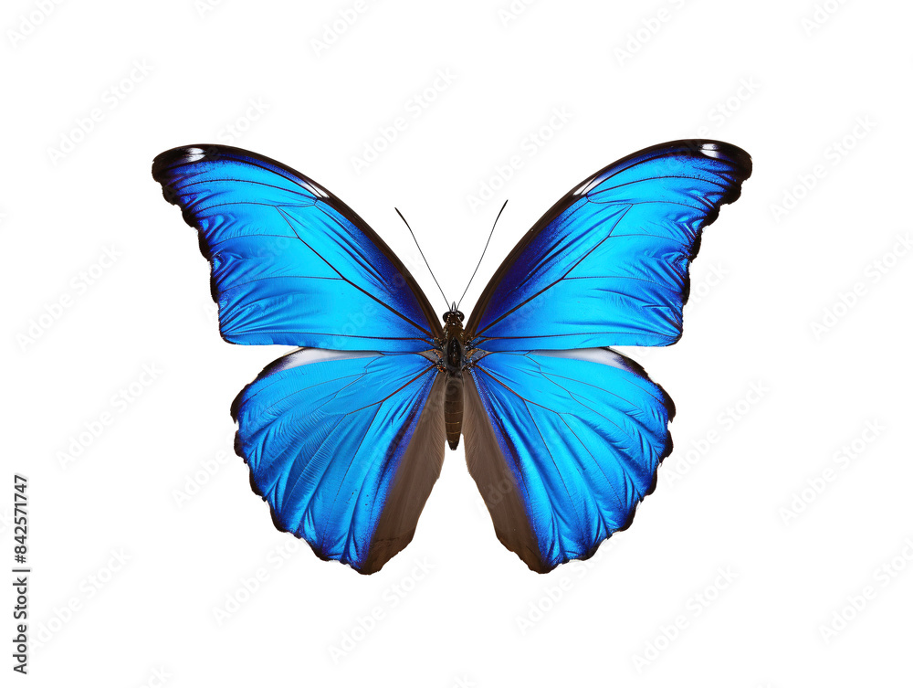 Fototapeta premium a blue butterfly with black wings