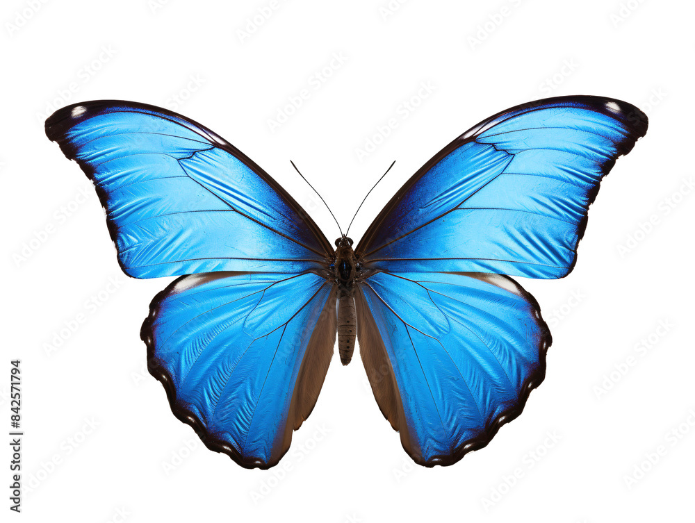 a blue butterfly with black trim