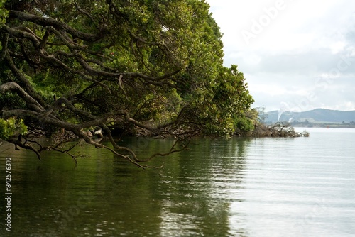 Pittosporum tobira tree (Australian laurel, cheesewood) Drapes Over Shoreline photo