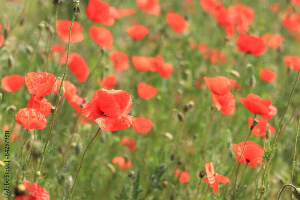 Papaver rhoeas. Glade with red poppies in the wind. Beautiful bright poppies on a sunny day. Field with flowers. Blooming red poppies on a blurred background Papaver rhoeas. Glade with red poppies in the wind. Beautiful bright poppies on a sunny day. Field with flowers. Blooming red poppies on a blurred background