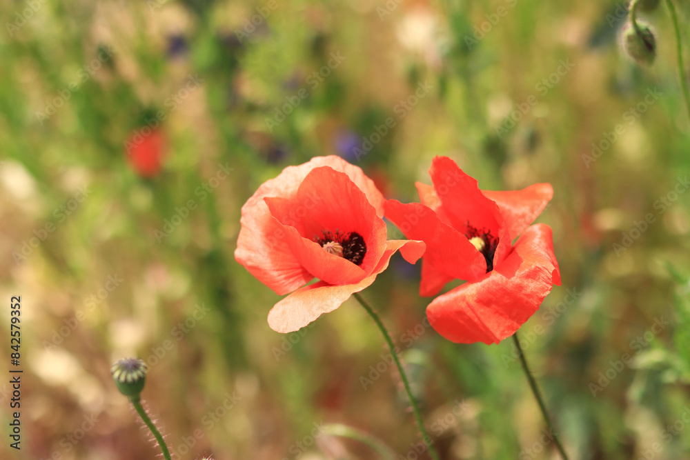 Obraz premium Papaver rhoeas. Glade with red poppies in the wind. Beautiful bright poppies on a sunny day. Field with flowers. Blooming red poppies on a blurred background