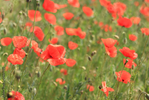 Papaver rhoeas. Glade with red poppies in the wind. Beautiful bright poppies on a sunny day. Field with flowers. Blooming red poppies on a blurred background