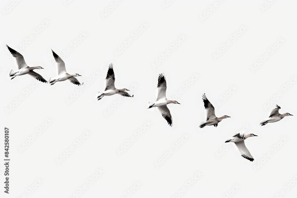 Fototapeta premium Transparent background for easy integration into various projects.