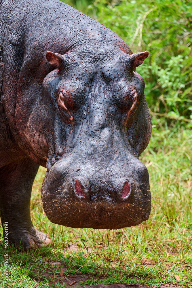 Hippopotamus (Hippopotamus amphibius) head portrait, Akagera National Park, Rwanda. Hippopotamus (Hippopotamus amphibius) head portrait, Akagera National Park, Rwanda.
