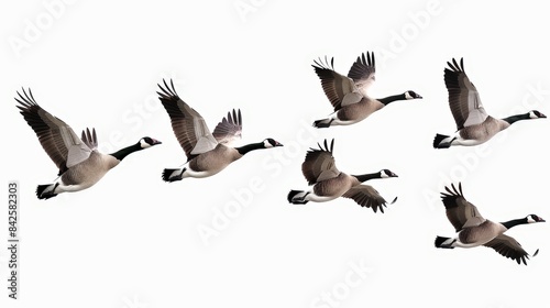  Versatile image featuring birds in flight.