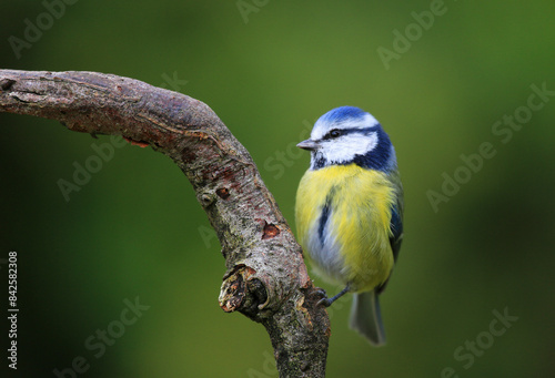 Blue tit (Cyanistes caeruleus) perched on a bare branch, Bishopswood, Somerset, UK. October. Cropped.  photo