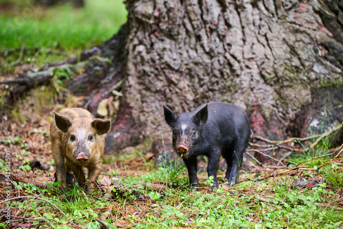 Two Corsican piglets (Sus scrofa domestica) in woodland, free-range pigs in the forest of Castagniccia, Haute Corse, Corsica. June.  photo