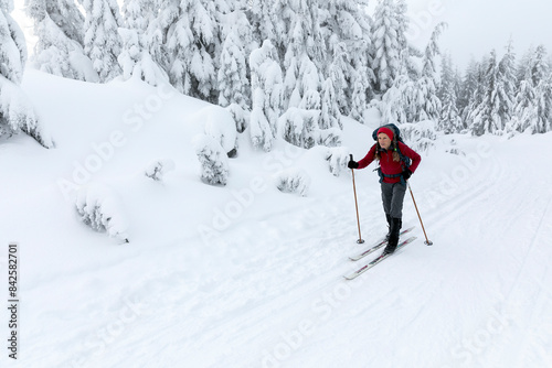 Cross country skier skiing beside snow covered trees on route to the summit of Mount Amablis, Okanogan-Wenatchee National Forest, Washington, USA. January, 2023. Model released. 