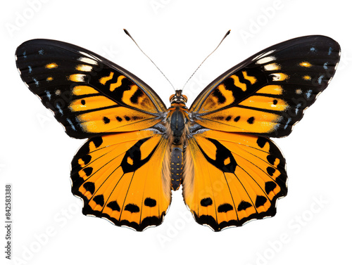 a close up of a butterfly