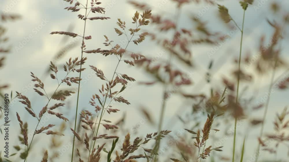 Wild Grass Swaying in Wind Nature Meadow Field Background. Wild Grass Sway From Wind On Nature Sky. Ecosystem Nature Environment, Relaxation Lifestyle, Seasonal. Summer In Herb Meadow On Countryside.