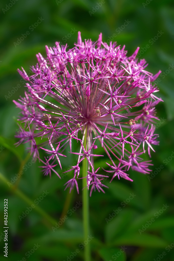 Allium Purple Rain Flower close up single in garden. Allium Purple Rain Flower close up single in garden.