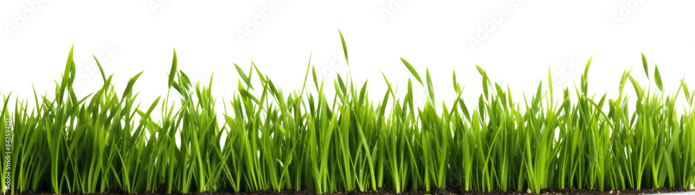 Strip of green fresh grass side view, copy space isolated on transparent or white background Strip of green fresh grass side view, copy space isolated on transparent or white background