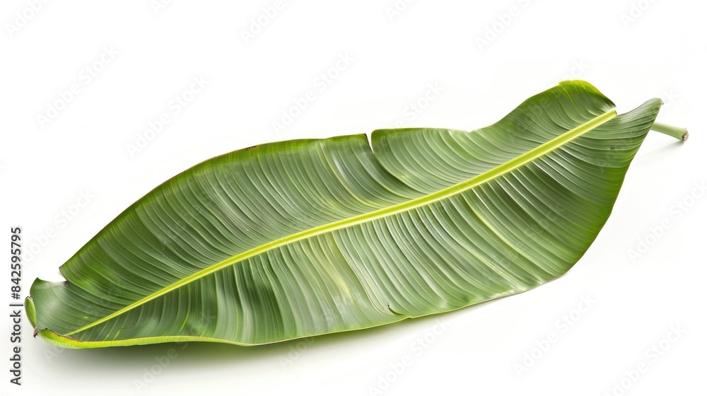 Obraz premium Banana Leaf Information