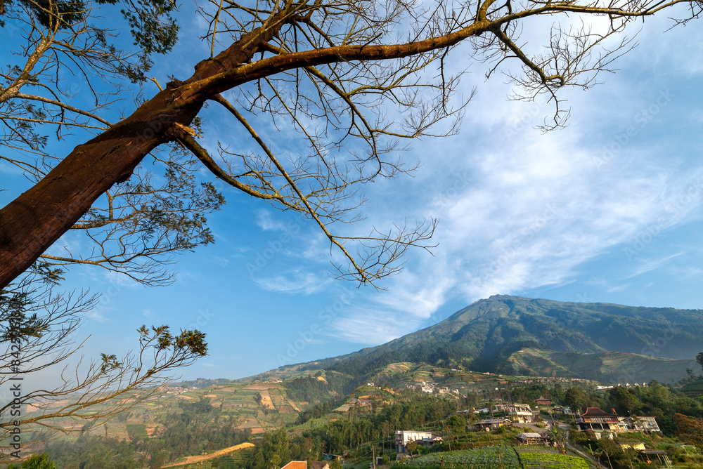 Obraz premium A tree is in the foreground of a mountain range