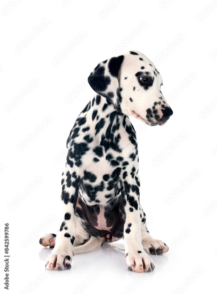 puppy dalmatian in studio puppy dalmatian in studio