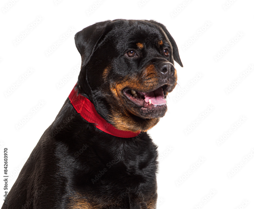 Happy rottweiler dog wearing red collar smiling in a studio portrait on a white background Happy rottweiler dog wearing red collar smiling in a studio portrait on a white background